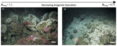 Crumbling Reefs and Cold-Water Coral Habitat Loss in a Future Ocean: Evidence of “Coralporosis” as an Indicator of Habitat Integrity